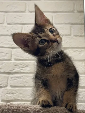 Котенок чаузи F6 с документами и прививками - частное объявление в Находка