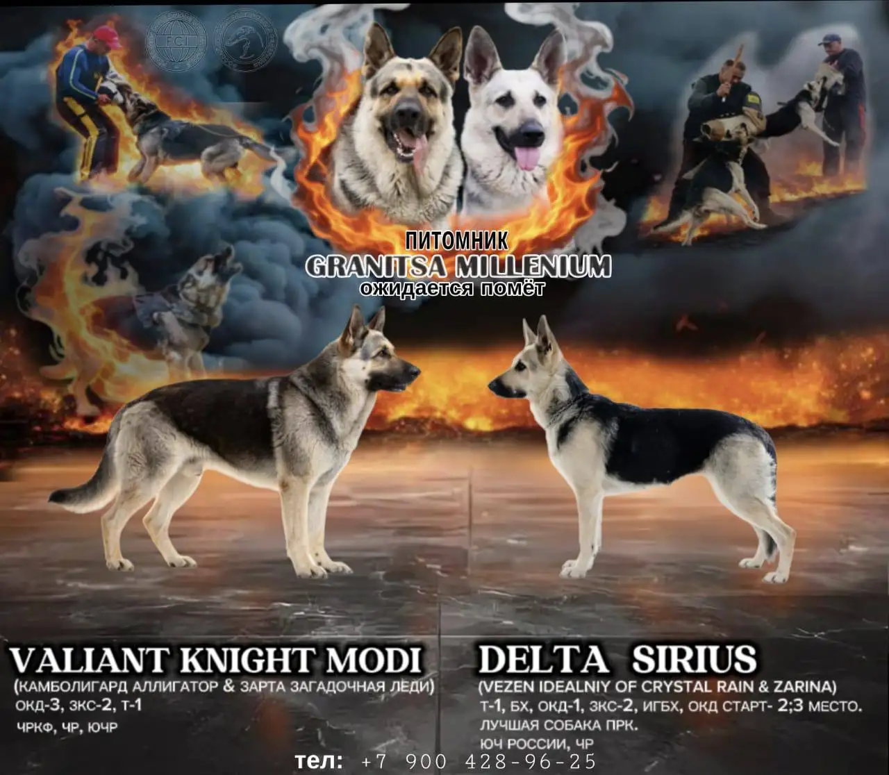 Щенки восточно-европейской овчарки - Собаки (Животные) в Южно-Сахалинск