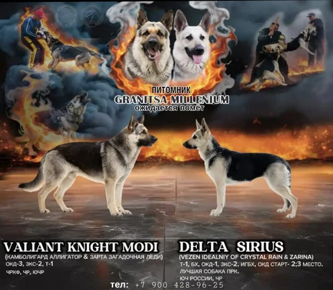 Щенки восточно-европейской овчарки - частное объявление в Южно-Сахалинск