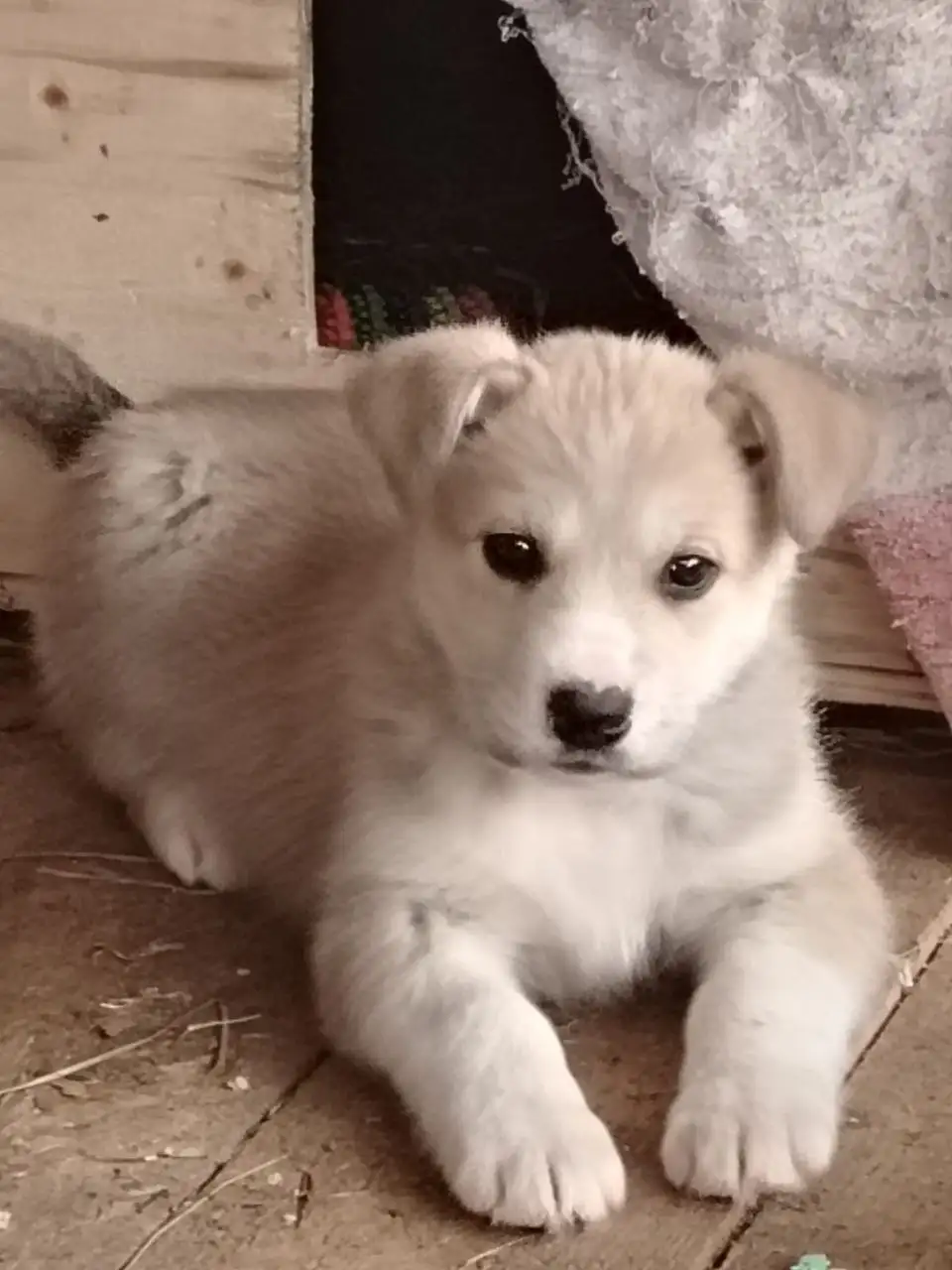 Щенок для верной дружбы и общения - Собаки (Животные) в Южно-Сахалинск