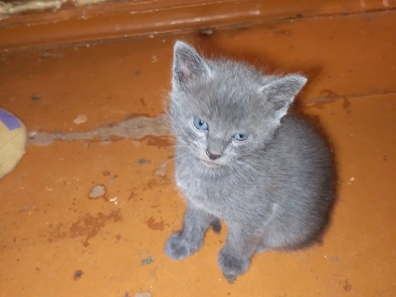 Котят раздаю бесплатно - Животные в Воронеж