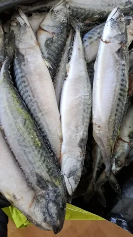 Продажа скумбрии свежемороженой крупной - Барахолка в Ульяновск