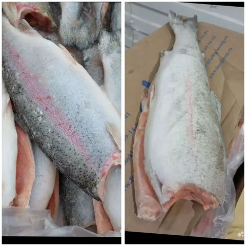 Продажа форели без головы потрашенной из Турции - Барахолка в Ульяновск