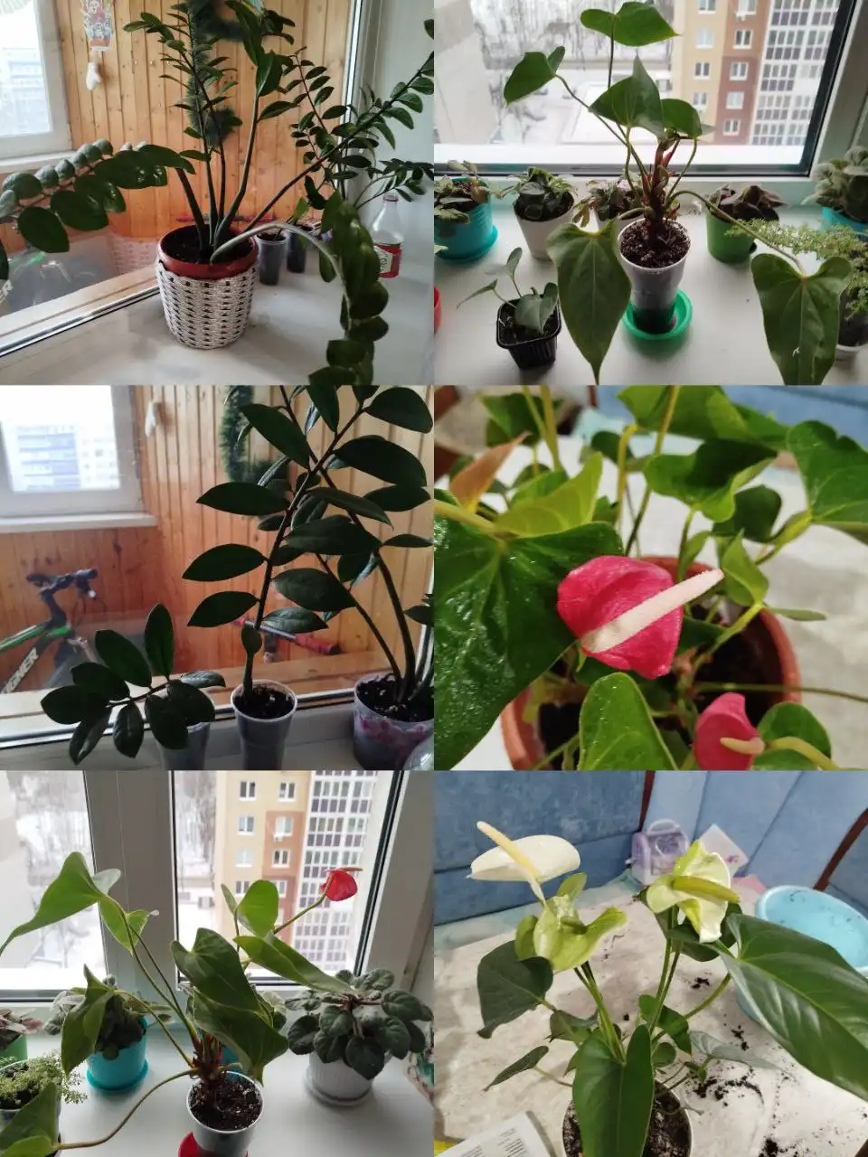 Анториум белый и розовый