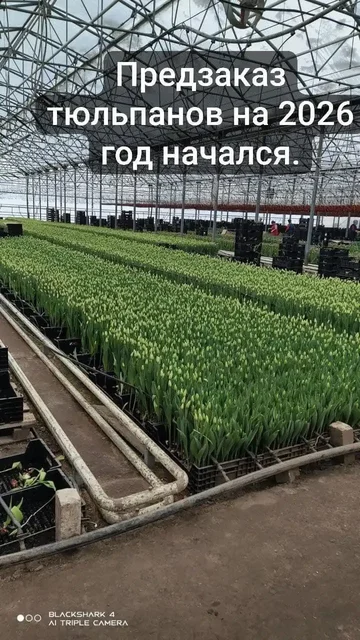 Предзаказ тюльпанов к 8 Марта - Барахолка в Ульяновск