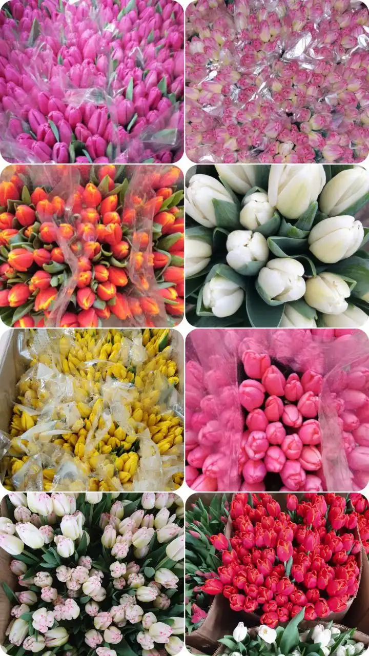 Предзаказ тюльпанов к 8 Марта