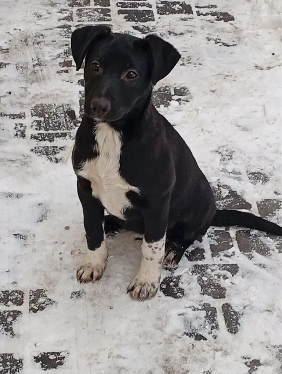 Продажа котенка Лейлы 3 месяца