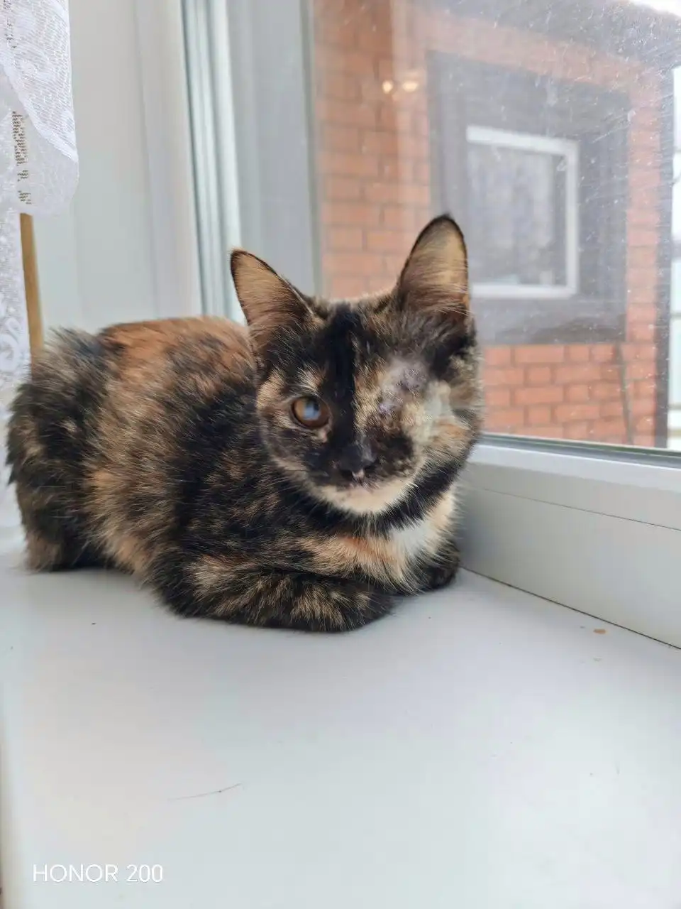 Ищет любящую семью котенок Соня