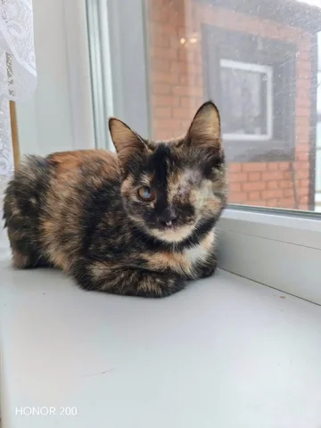 Ищет любящую семью котенок Соня - Животные в Ульяновск