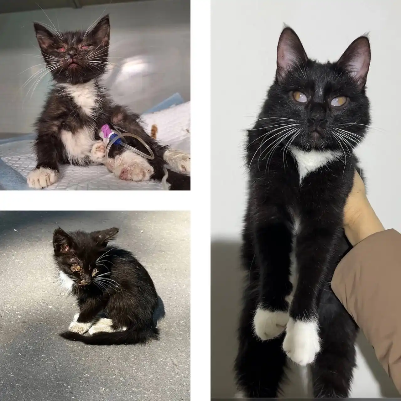 Ираида - особенная кошка ищет дом - Кошки (Животные) в Ульяновск