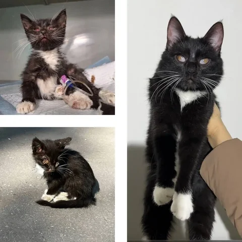 Ираида - особенная кошка ищет дом - Кошки в Ульяновск