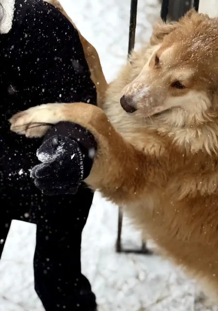 Щенки Лея и Луна ищут заботливые руки - Животные в Ульяновск