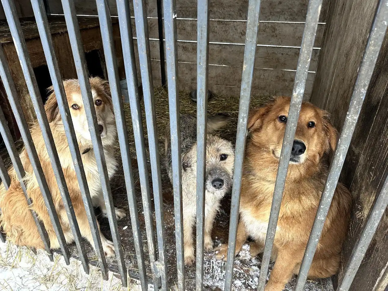 Щенки Лея и Луна ищут заботливые руки - Собаки (Животные) в Ульяновск