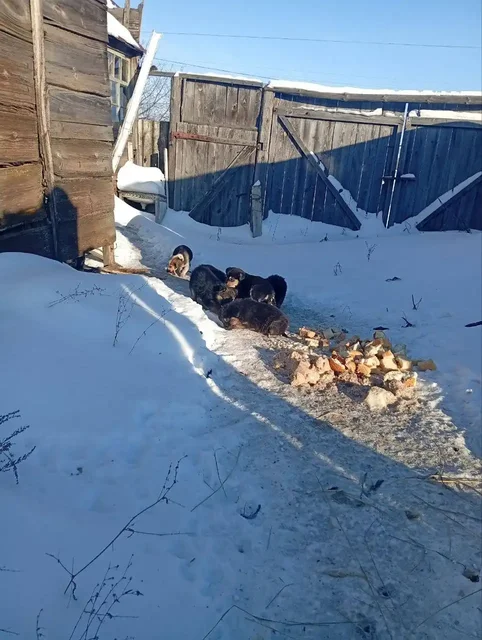 Помощь щенкам, оставленным на улице в морозы - частное объявление в Ульяновск