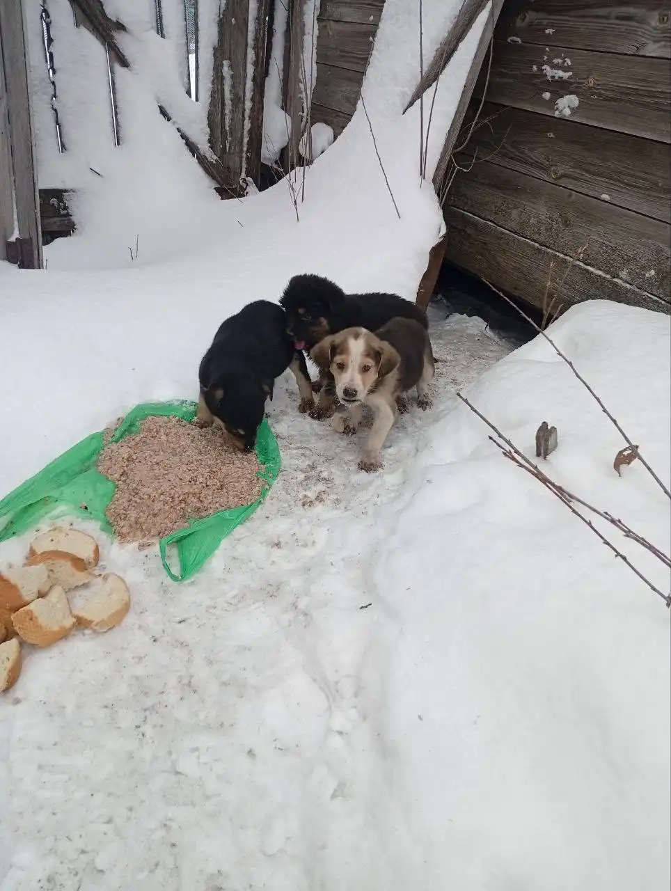 Помощь щенкам, оставленным на улице в морозы - Собаки (Животные) в Ульяновск