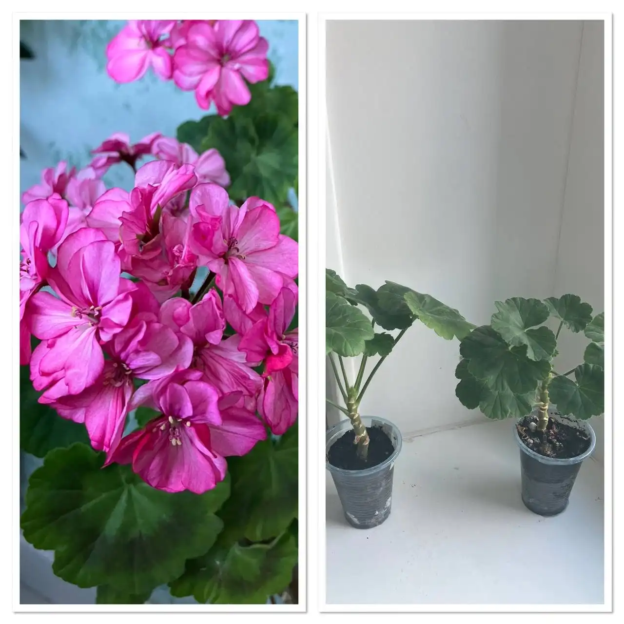 Укорененные черенки пеларгонии Occold lagoon - Растения (Барахолка) в Ульяновск