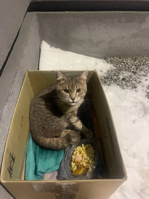 Найден котенок в Новом городе - Животные в Ульяновск