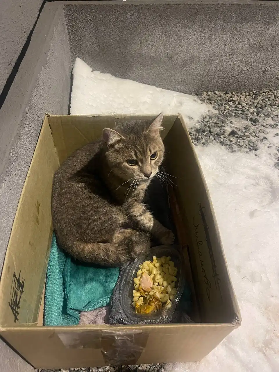 Найден котенок в Новом городе - Кошки (Животные) в Ульяновск