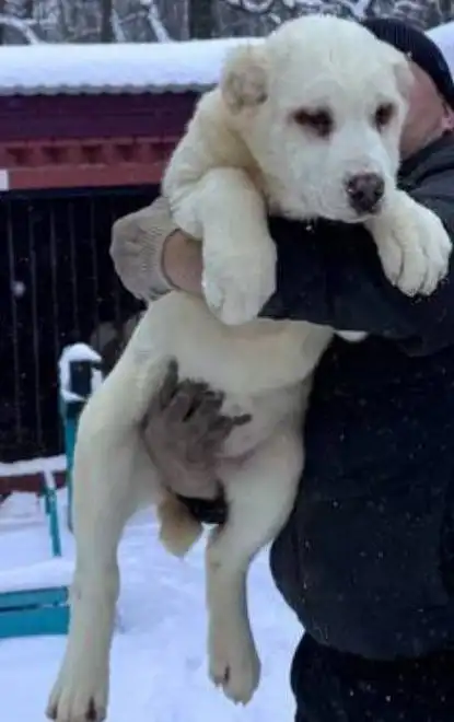 Щенок среднеазиатской овчарки девочка 4 месяца - Собаки (Животные) в Ульяновск