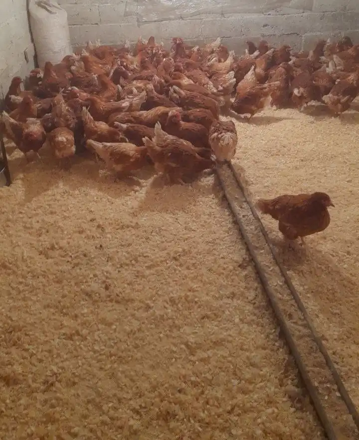 Продажа молодок Рыжая Браун ник и Белая Супер Ник - Птицы (Животные) в Чердаклинский район, п. Октябрьский