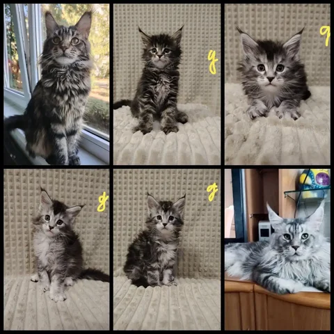 Котята мейнкун - Животные в Ульяновск