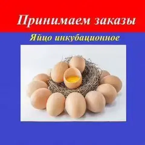 Инкубационное яйцо бройлера на февраль - частное объявление в Мирный