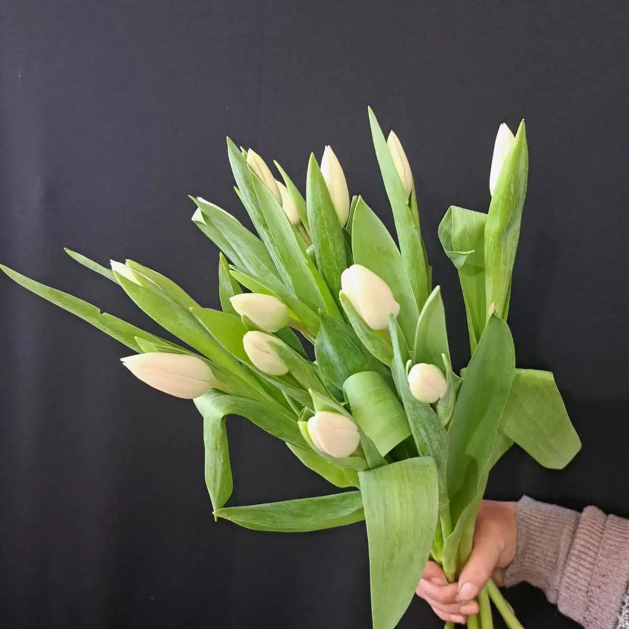 Тюльпаны к 8 Марта: свежие из теплицы, длина 45 см - Цветы (Хобби и отдых) в Ульяновск