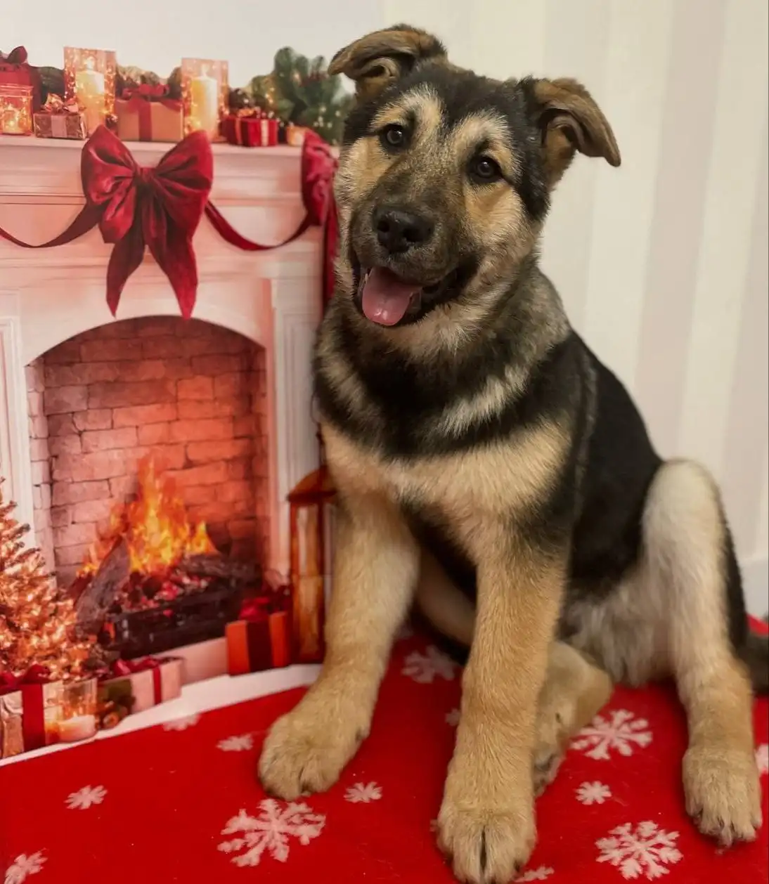 Щенок мальчик найден на улице - Собаки (Животные) в Ульяновск