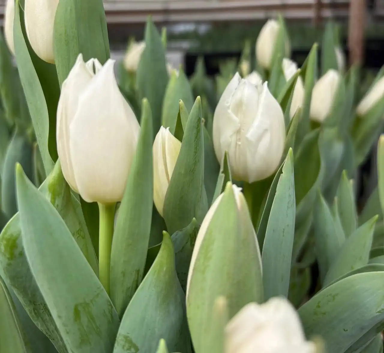 Продажа свежесрезанных тюльпанов в Ульяновске - Цветы (Хобби и отдых) в Ульяновск