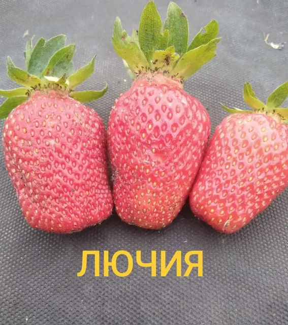 Предзаказ сортовых саженцев клубники Лючия - 3D печать в Ульяновск