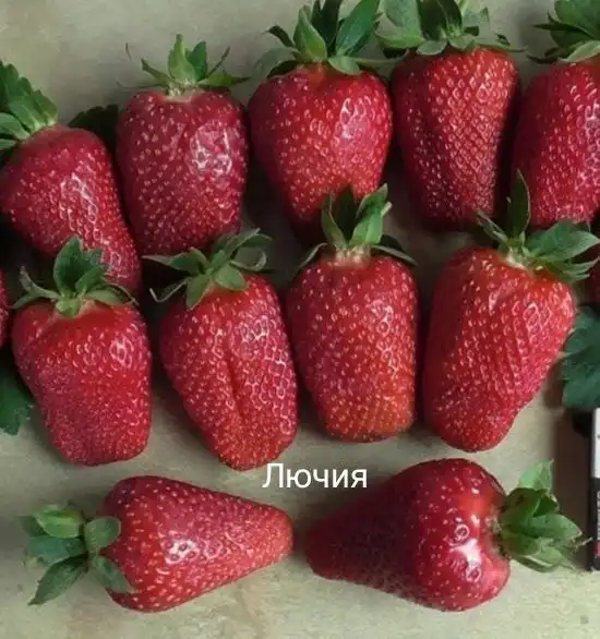 Предзаказ сортовых саженцев клубники Лючия - Растения (Барахолка) в Ульяновск