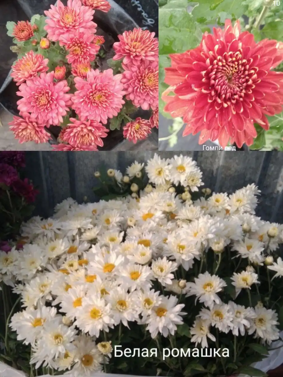 Укоренённые черенки хризантем от питомника "Клубника от Ольги" - Садоводство (Хобби и отдых) в Ульяновск