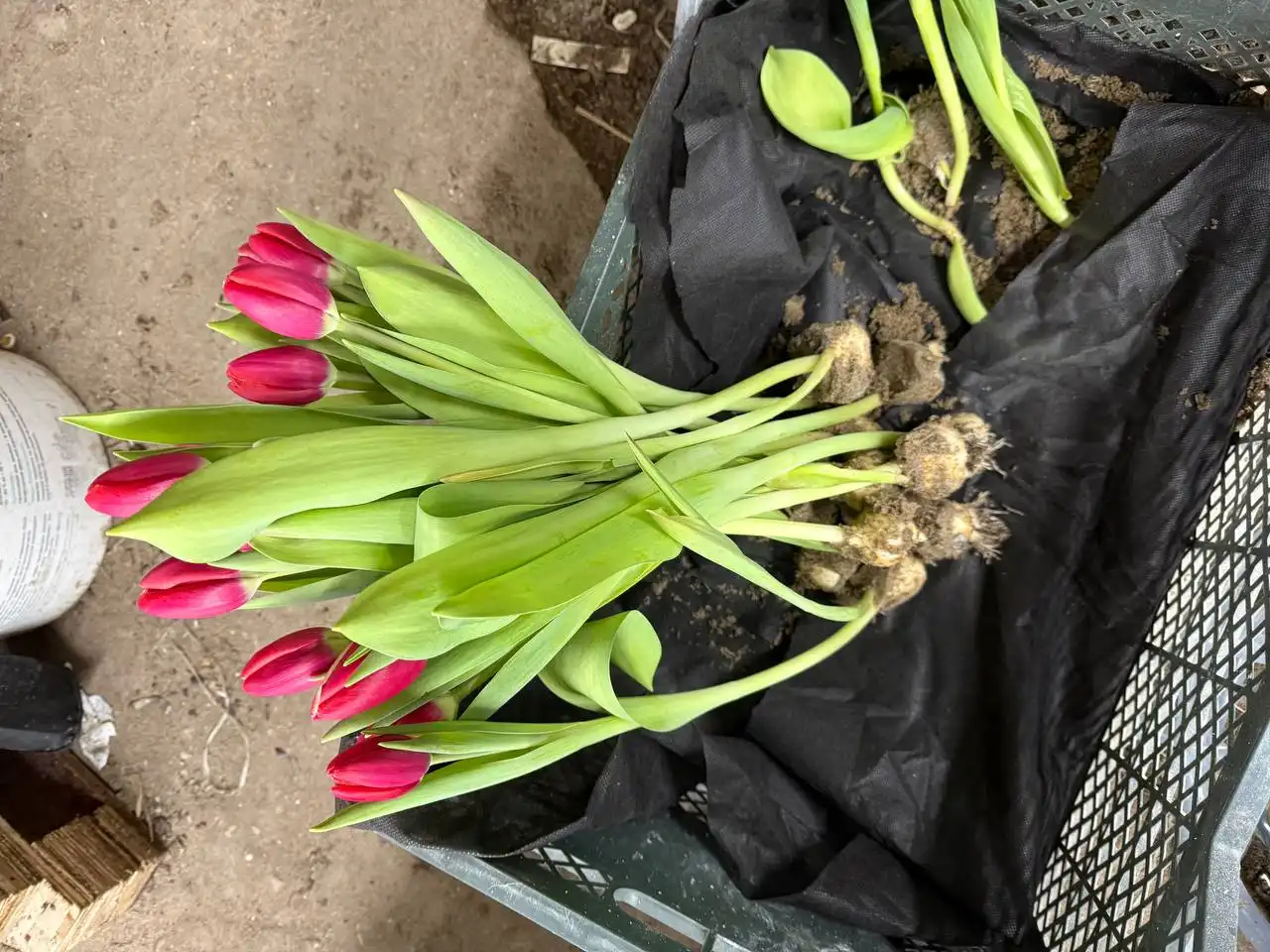 Срезка тюльпанов в Ульяновске - Барахолка в Ульяновск