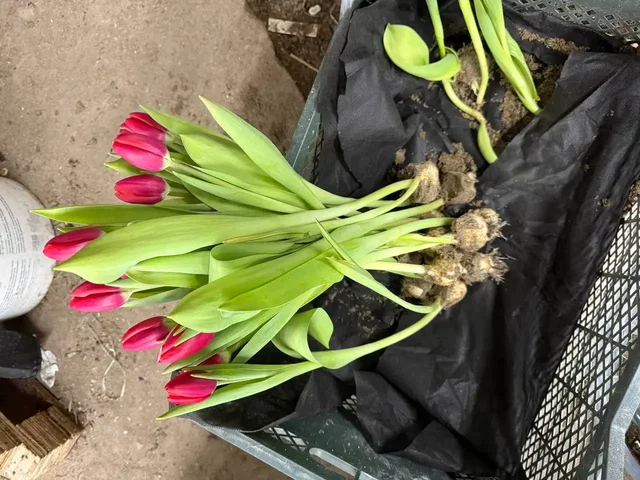 Срезка тюльпанов в Ульяновске - Прокат в Ульяновск