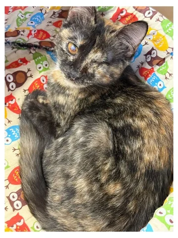 Ищет любящую маму кошечка Соня 7 месяцев - Сбор средств на лечение в Ульяновск