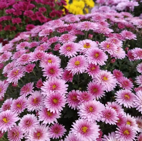 Хризантема на весну - Мототехника в Ульяновск