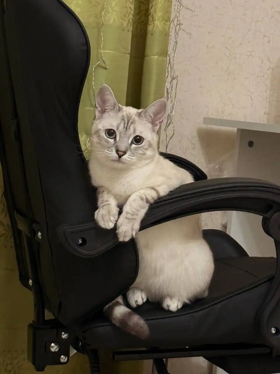 Отдам в добрые руки - Кошка (Животные) в Ульяновск