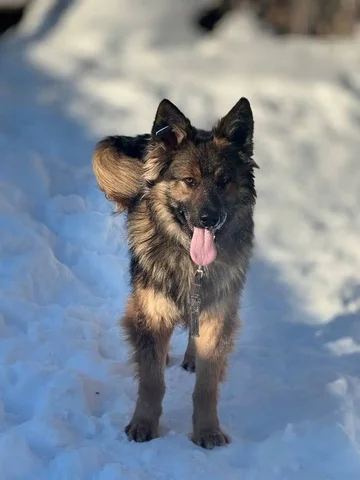 Пристройство пса Ареса в Ульяновске - Сбор средств на лечение в Ульяновск