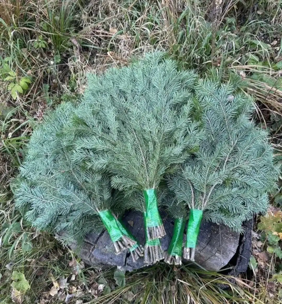 Продажа пихтовых веников - Барахолка в Ульяновск