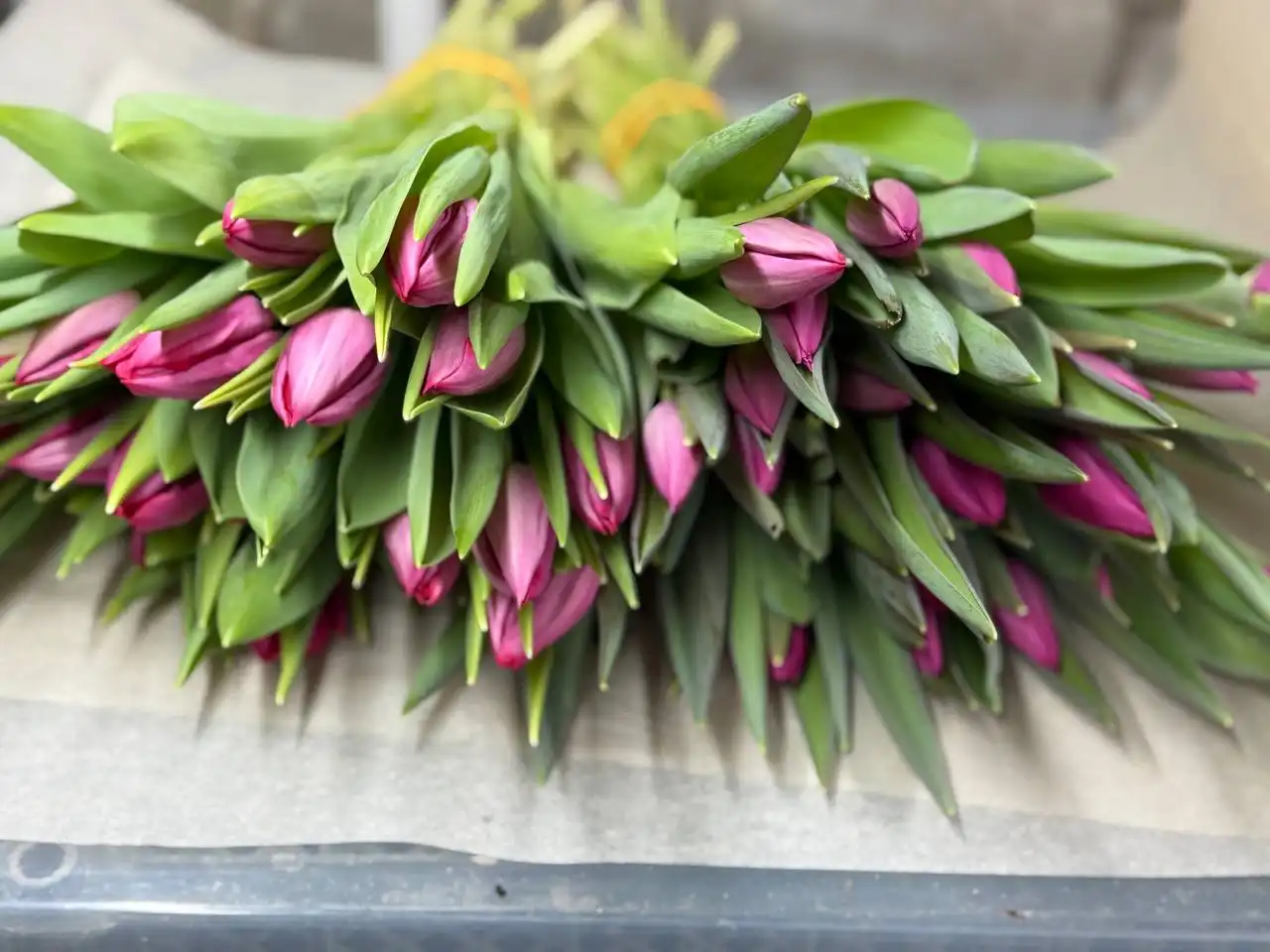 Тюльпаны свежие в Ульяновске - Цветы (Барахолка) в Ульяновск