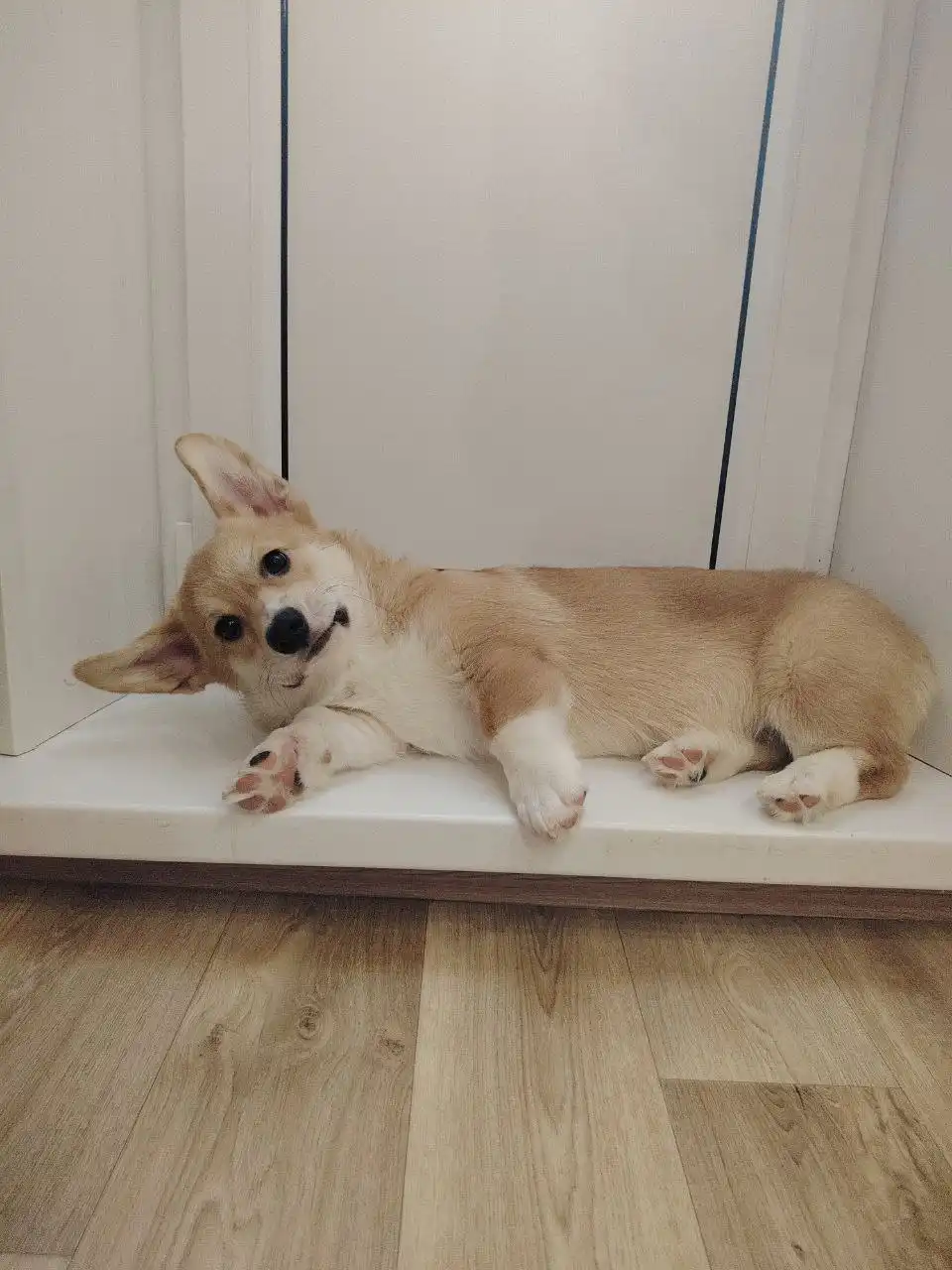 Продажа щенка вельш-корги пемброк - Собаки (Животные) в Ульяновск