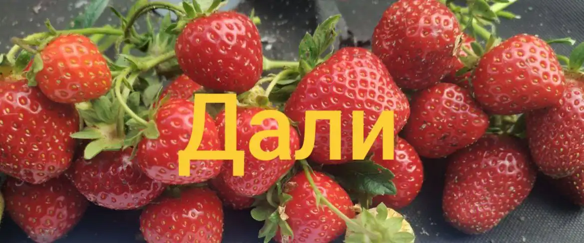 Предзаказ сортовых саженцев клубники Дали на весну 2026 - Саженцы (Для дома и дачи) в Ульяновск