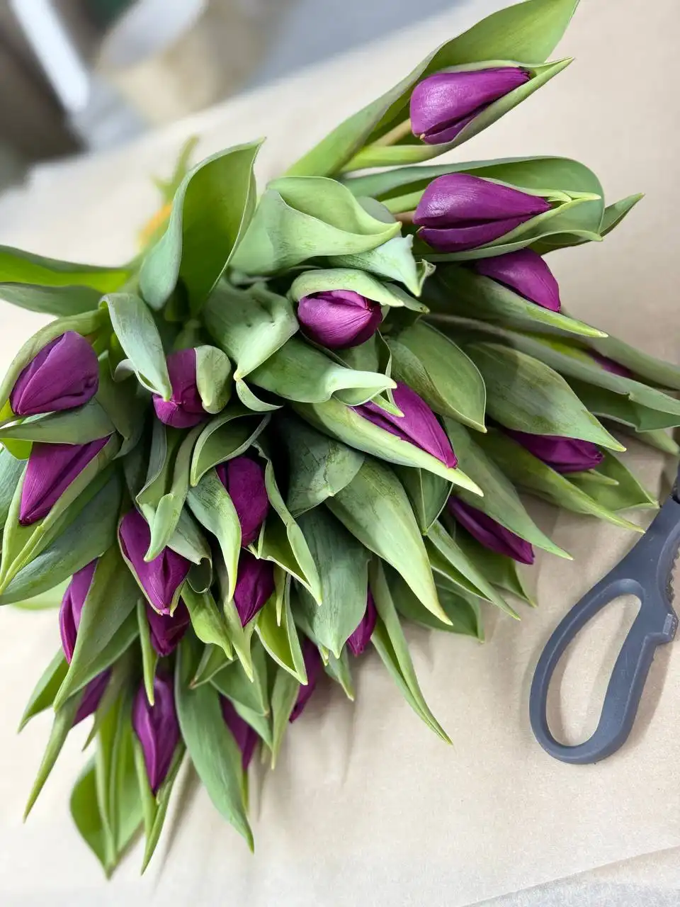 Продажа тюльпанов в Ульяновске - Барахолка в Ульяновск