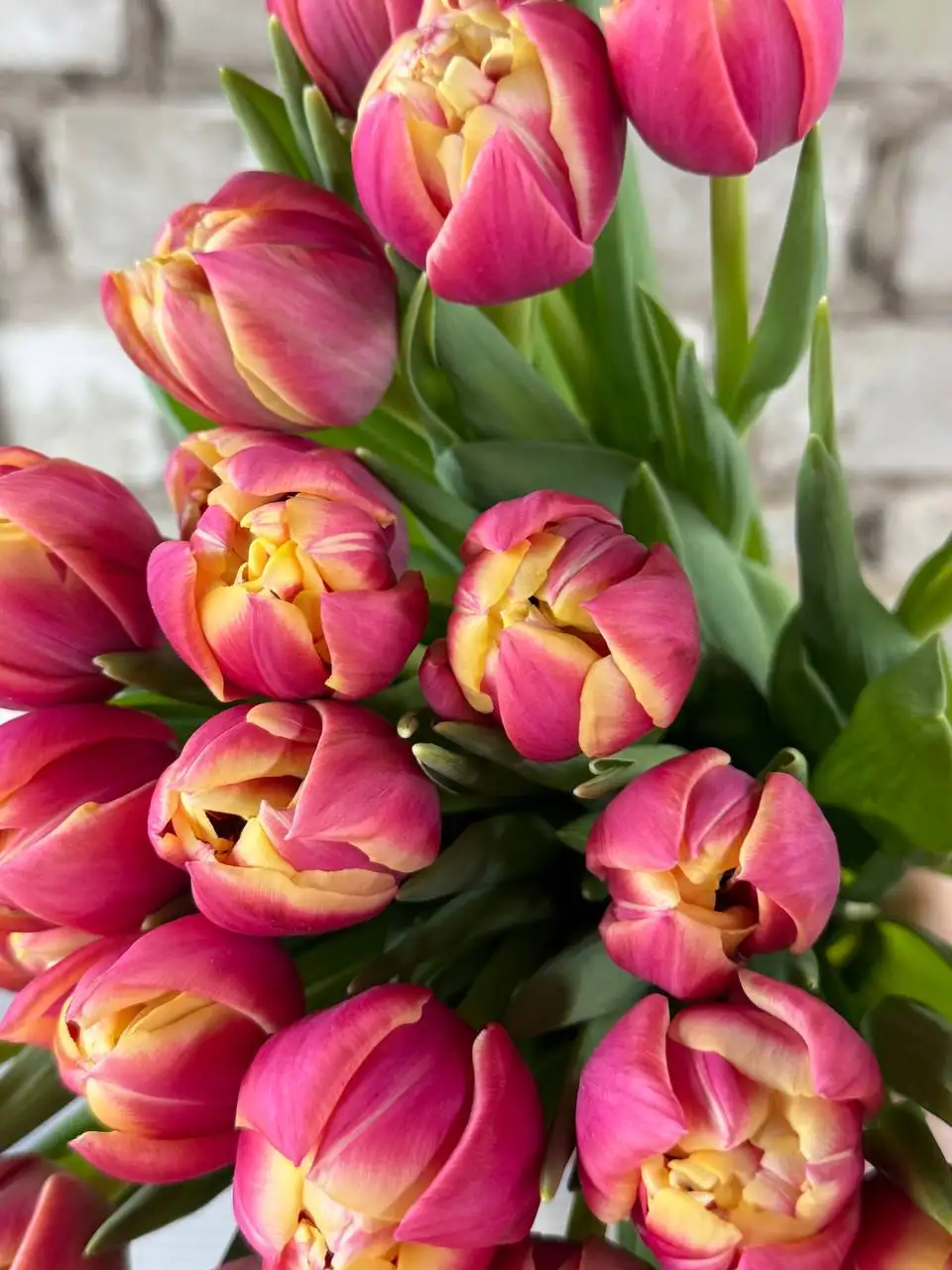 Тюльпаны в Ульяновске с доставкой - Цветы (Хобби и отдых) в Ульяновск