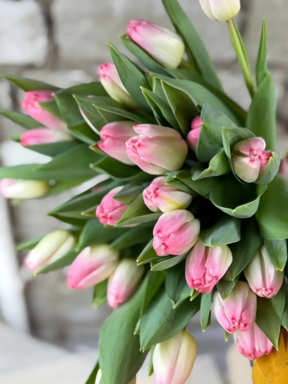 Тюльпаны и пионовидные цветы в Ульяновске - Цветы (Хобби и отдых) в Ульяновск