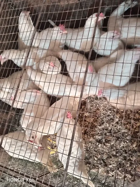 Продажа молодых курочек-несушек Браун Ник и Супер Ник - Ювелирные изделия в Ульяновск