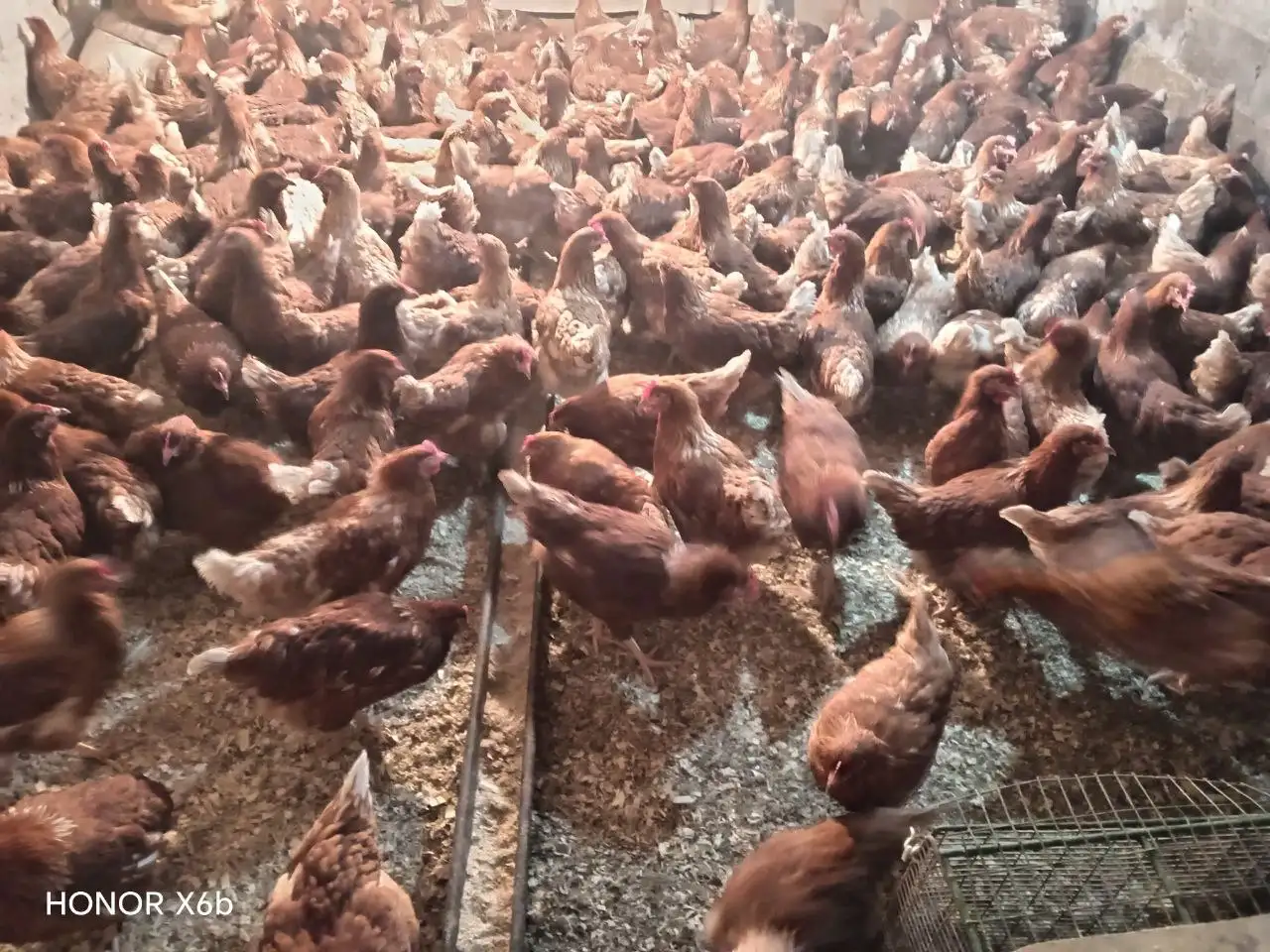 Продажа молодых курочек-несушек Браун Ник и Супер Ник - Сельхозптица (Барахолка) в Ульяновск