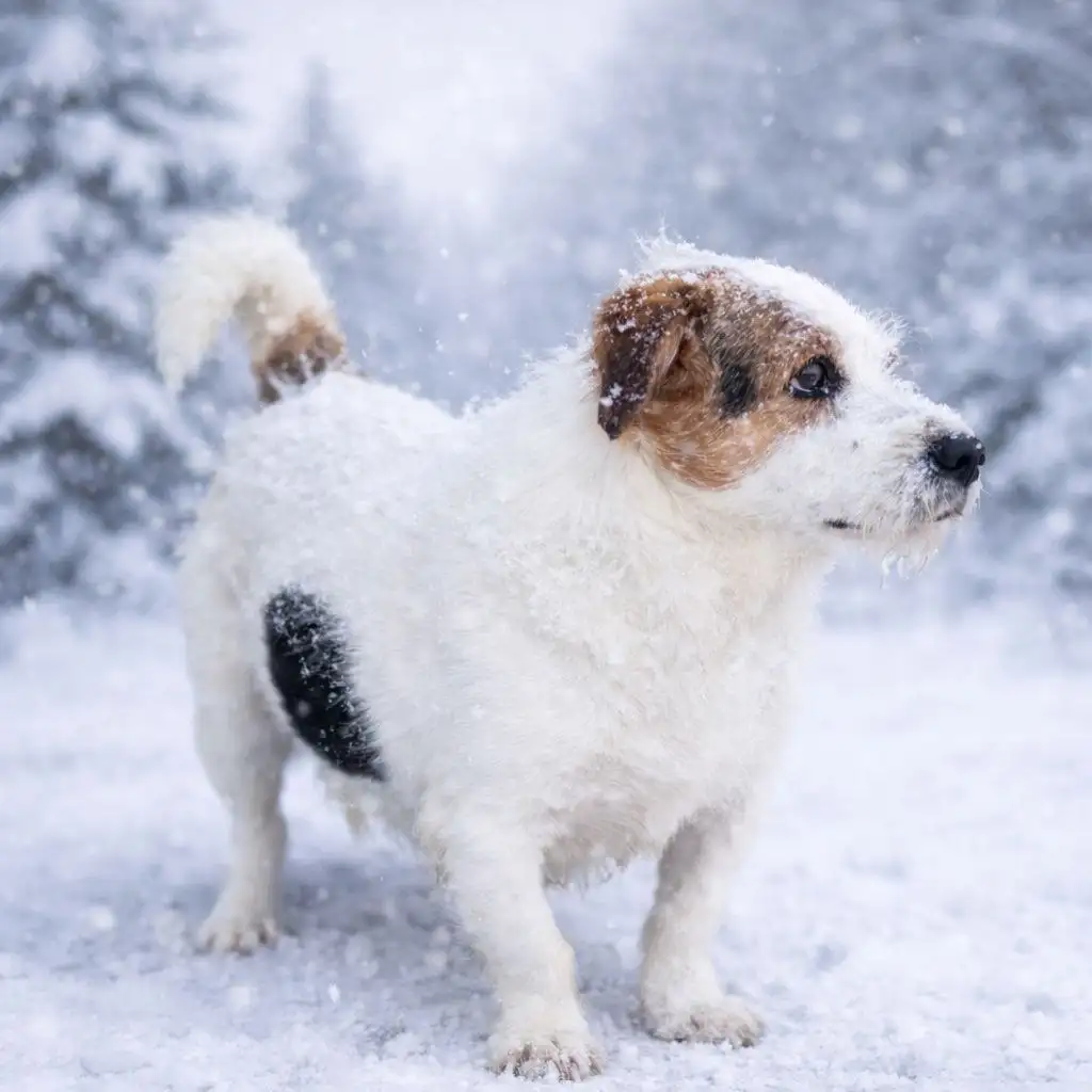Ищем любящую семью для собаки Платоши - Собаки (Животные) в Ульяновск