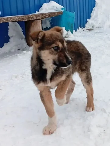 Ищет дом щенок в Баратаевке - Животные в Ульяновск