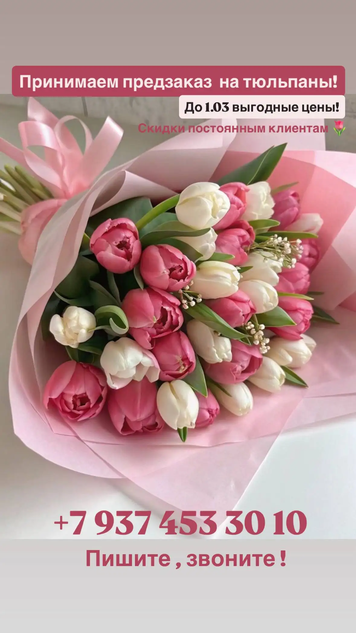 Предзаказ голландских тюльпанов - Растения/Цветы (Хобби и отдых) в Ульяновск